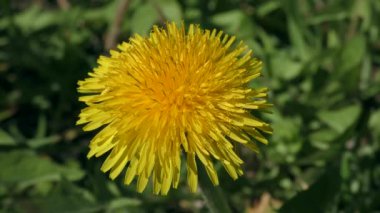 Batı bal arı (Apis mellifera) üzerinde sarı bir çiçek oturur.