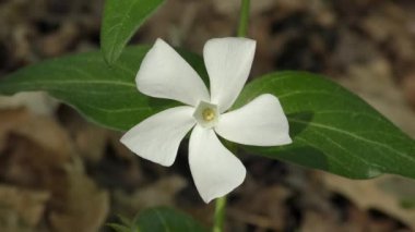 Yakın çekim büyük salyangozu (Vinca büyük), çiçek.