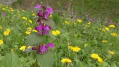 Kırmızı ölü-ısırgan (Lamium purpureum çiçekli bitki).