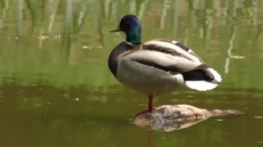 Mallard Drake (Anas platyrhynchos).