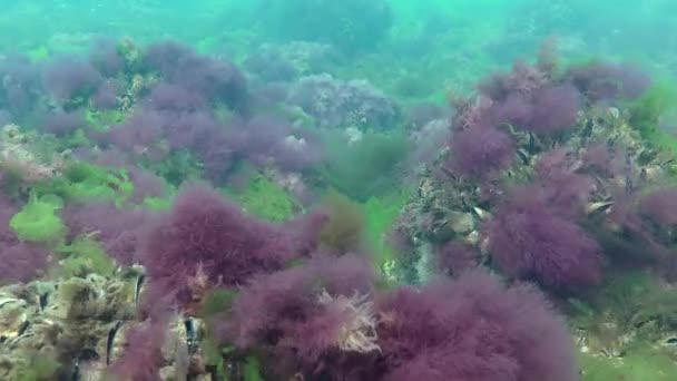 Camas de pastos marinos en aguas poco profundas, tiro ancho . — Vídeos de Stock