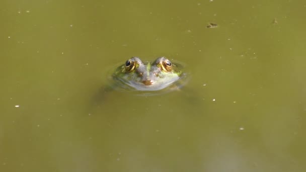 プールのカエル (Pelophylax ペレジワライガエル) — ストック動画