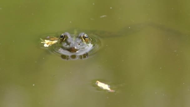 Rana de piscina (Pelophylax lessonae ) — Vídeo de stock