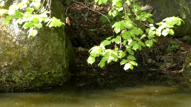 Rama de árboles sobre la superficie del río . — Vídeo de stock