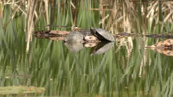 Tortuga de estanque europea (Emys orbicularis). — Vídeo de stock