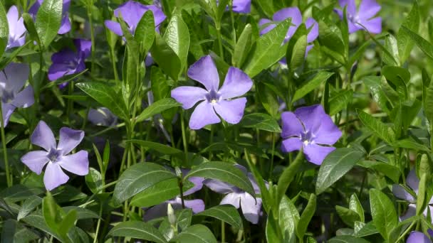 Tweezaadlobbige planten van grotere maagdenpalm (Vinca grote). — Stockvideo