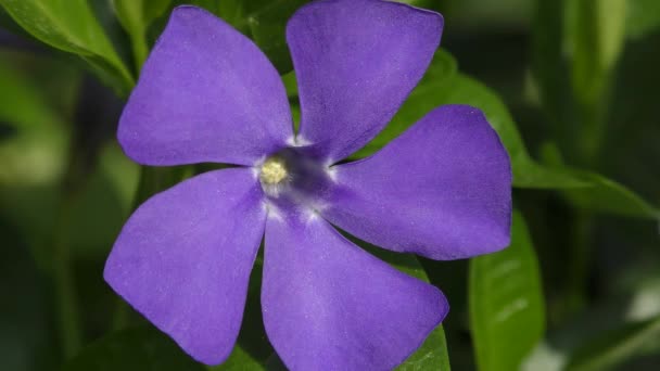 Blomma av större Periwinkle (Vinca stora), närbild. — Stockvideo