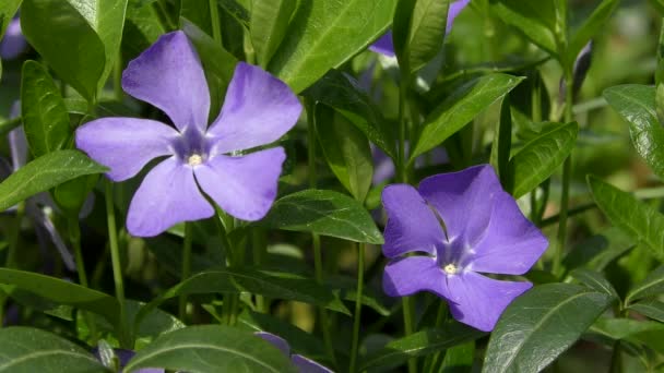 Piante da fiore della Pervinca maggiore (Vinca major ). — Video Stock