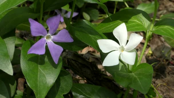 Plantas con flores de Greater Periwinkle (Vinca major ). — Vídeos de Stock