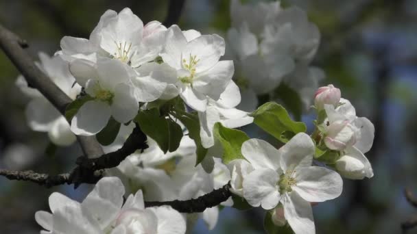 リンゴの木の花をつけた枝クローズ アップ. — ストック動画