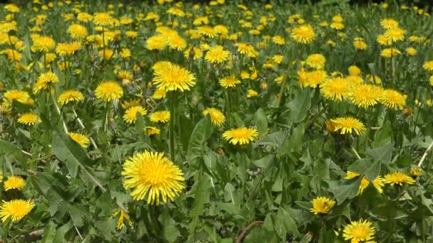 Viele blühende Löwenzahne (taraxacum officinale)). — Stockvideo