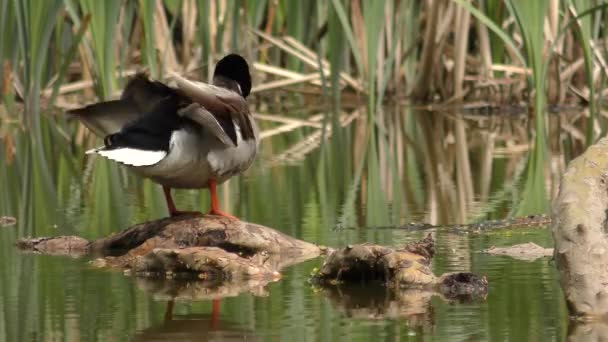 Mannetje van wilde eend (Anas platyrhynchos). — Stockvideo