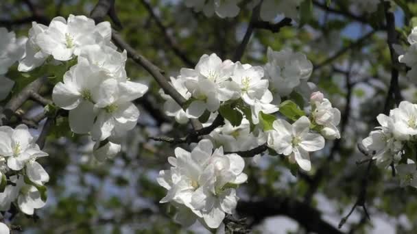 Blommande gren av Äppelträd. — Stockvideo