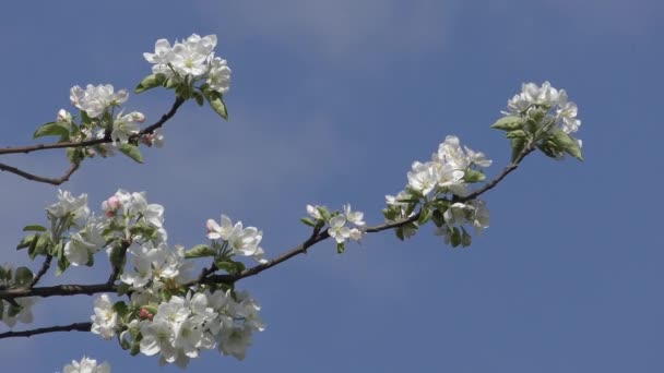 Flowering branch of apple tree against the blue sky. — Stock Video