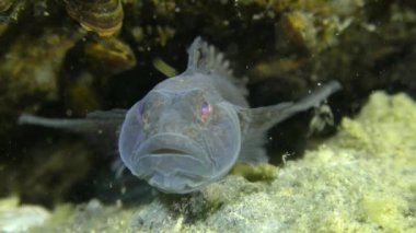 Siyah kaya balığı (kaya Nijer), portre.