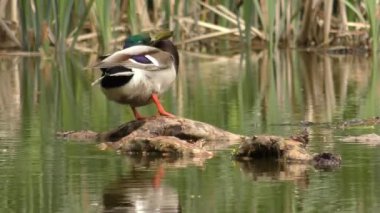 Mallard Drake (Anas platyrhynchos).