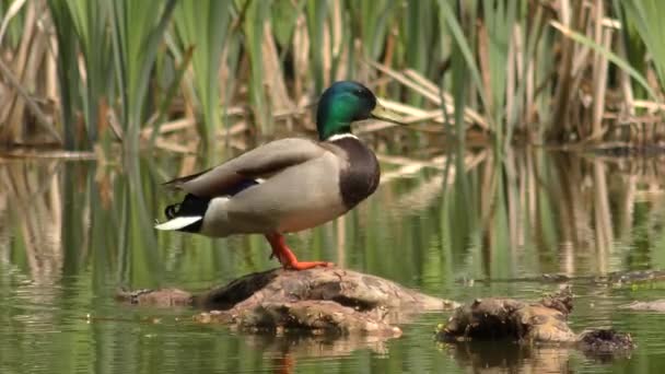 Masculino de Mallard (Anas platyrhynchos ). — Vídeo de Stock