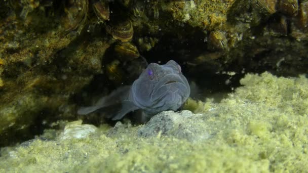 Babka czarna (Gobius niger) — Wideo stockowe