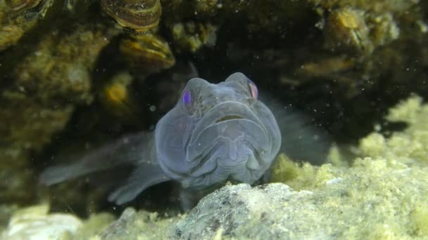 黑色鰕虎鱼 （Gobius 尼日尔）、 肖像. — 图库视频影像