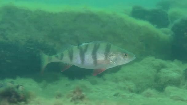 欧洲鲈鱼 (perca fluviatilis) — 图库视频影像
