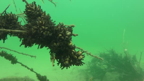 Mexilhão-de-zebra (Dreissena polymorpha ) — Vídeo de Stock