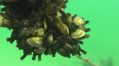 Zebra midye (Dreissena polymorpha)