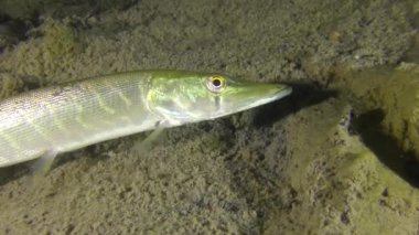 Kuzey pike (esox lucius)