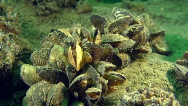 Zebra mussla (Dreissena polymorpha) — Stockvideo