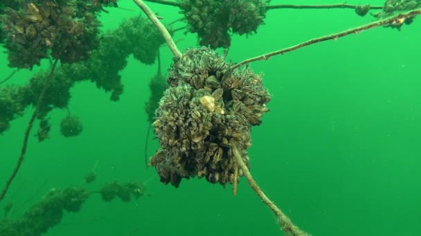 A vándorkagyló (Dreissena polymorpha) — Stock videók