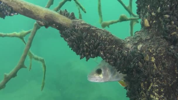 Poleiro europeu (Perca fluviatilis ) — Vídeo de Stock