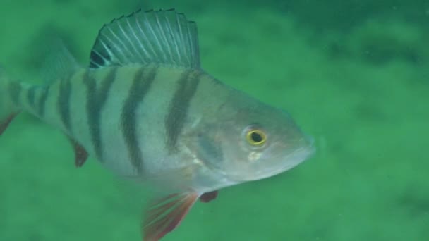 Poleiro europeu (Perca fluviatilis ) — Vídeo de Stock