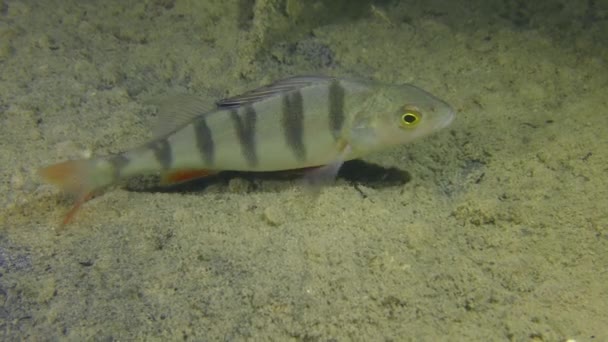 Poleiro europeu (Perca fluviatilis ) — Vídeo de Stock