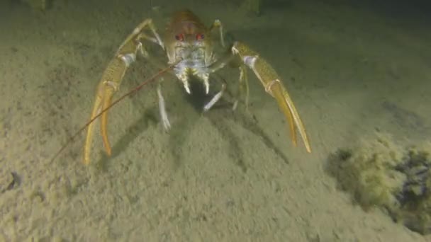 European crayfish crawling along the muddy bottom. — Stock Video