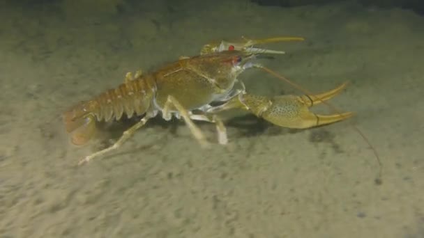 欧洲小龙虾，沿着泥泞的河底爬行. — 图库视频影像