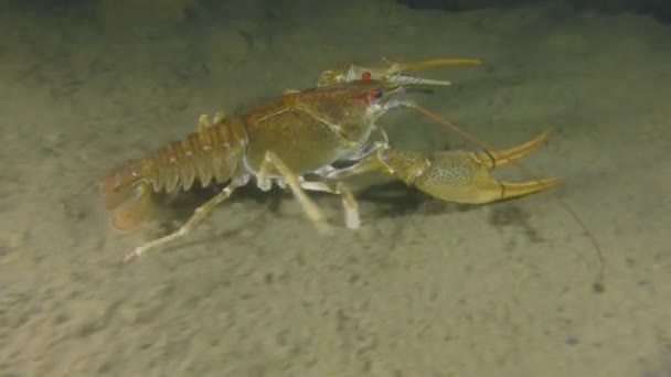 Cangrejo de río europeo arrastrándose por el fondo fangoso . — Vídeo de stock