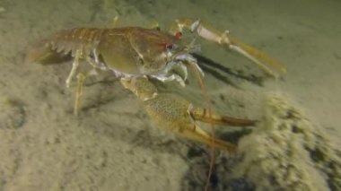 Çamurlu dipte sürünerek Avrupa kereviti.