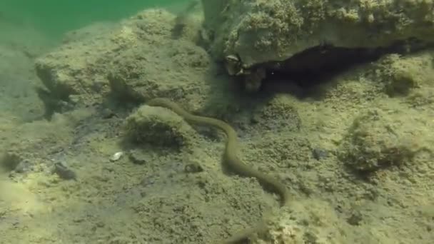 Dadi Serpente (Natrix tessellata) strisciando lungo il fondo . — Video Stock