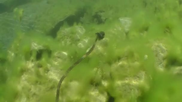 Serpent dé (Natrix tessellata) avec un poisson dans la bouche .