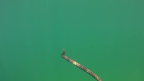 Dice Snake (Natrix tessellata) is swimming in the water column. — Stock Video