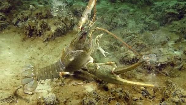 European crayfish crawling along the muddy bottom — Stock Video