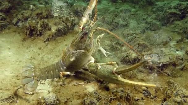 Europäische Flusskrebse kriechen auf dem schlammigen Boden — Stockvideo