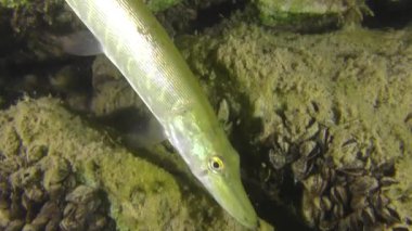 Kuzey pike (esox lucius)