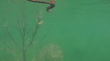 Zar yılanı (Natrix tessellata) su yüzeyinin altında yüzüyor.