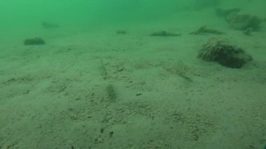 Bir sürü (Perca fluviatilis tatlısu levreği)