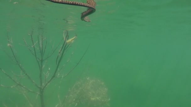 Kocka kígyó (Natrix tessellata) az úszás, a víz felszín alatti. — Stock videók