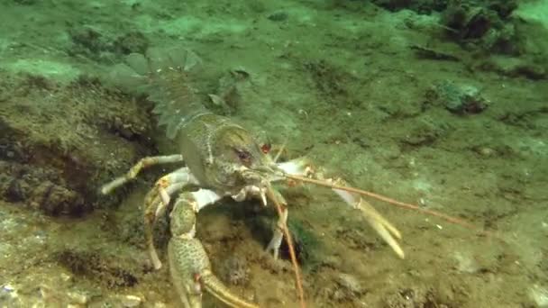 欧洲小龙虾，沿着泥泞的河底爬行. — 图库视频影像