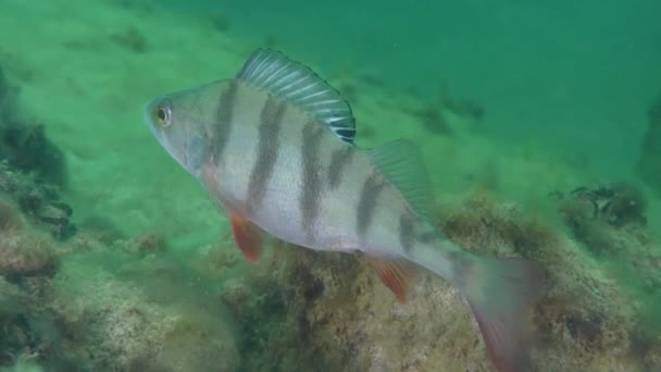 欧洲鲈鱼 (perca fluviatilis) — 图库视频影像