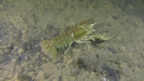 Europäische Flusskrebse kriechen auf dem schlammigen Boden. — Stockvideo