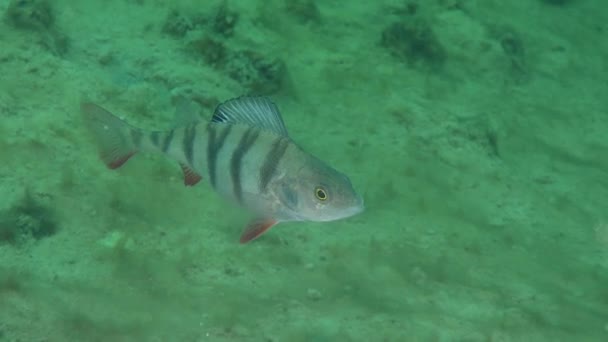 Európai sügér (perca fluviatilis) — Stock videók