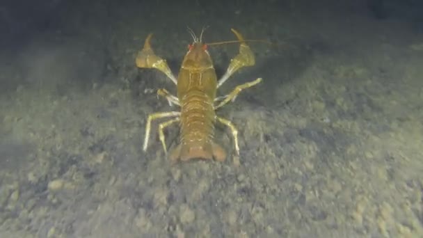 Europäische Flusskrebse kriechen auf dem schlammigen Boden. — Stockvideo